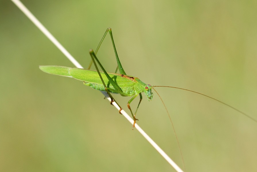 Phaneroptera falcata (3830129313)