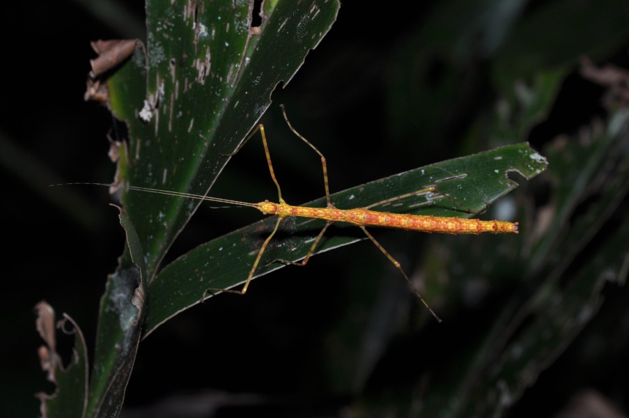 Phasmatodea (36784087992)
