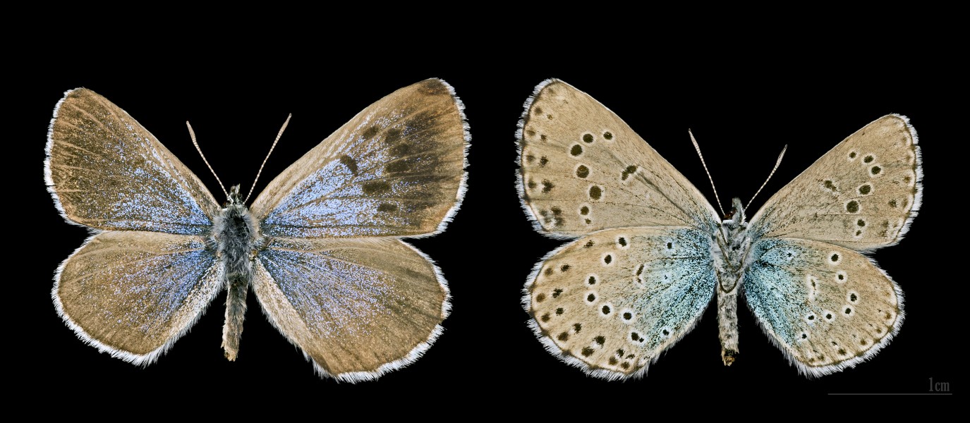 Phengaris arion MHNT.CUT.2012.0357 col de Néal Arvieux - Gynadromorphe