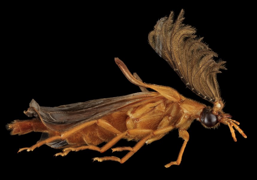 Phengodes species, U, Right, U 2013-07-18-15.54.20 ZS PMax (9335901793)