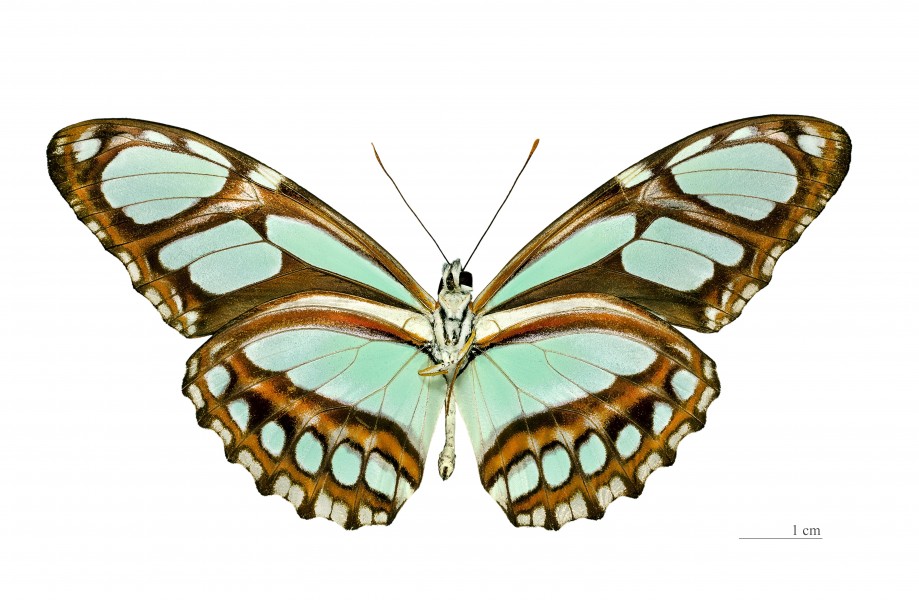 Philaethria pygmalion MHNT ventre