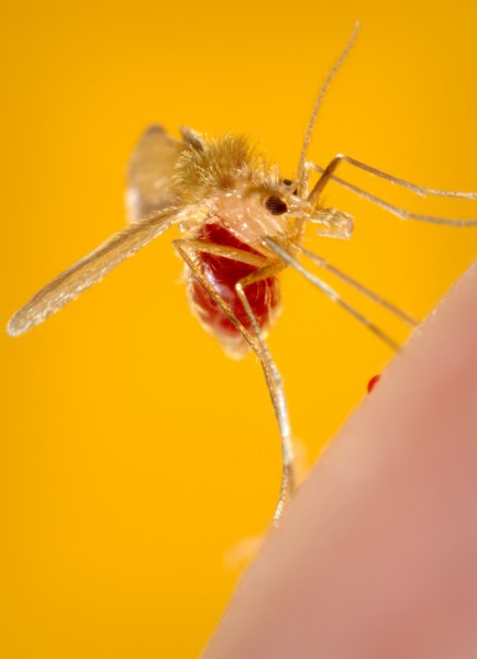 Phlebotomus pappatasi bloodmeal finished