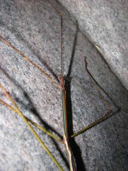 Phobaeticus serratipes - portrait of brown male