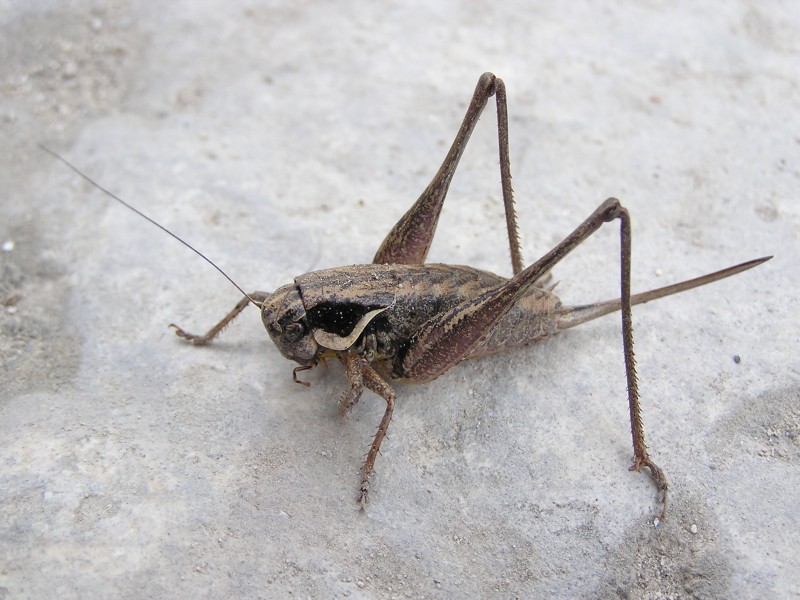 Pholidoptera frivaldskyi in Crimea