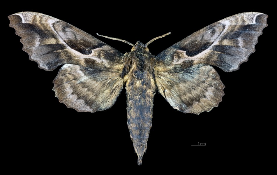 Phyllosphingia dissimilis dissimilis MHNT CUT 2010 0 199 North Korea male dorsal