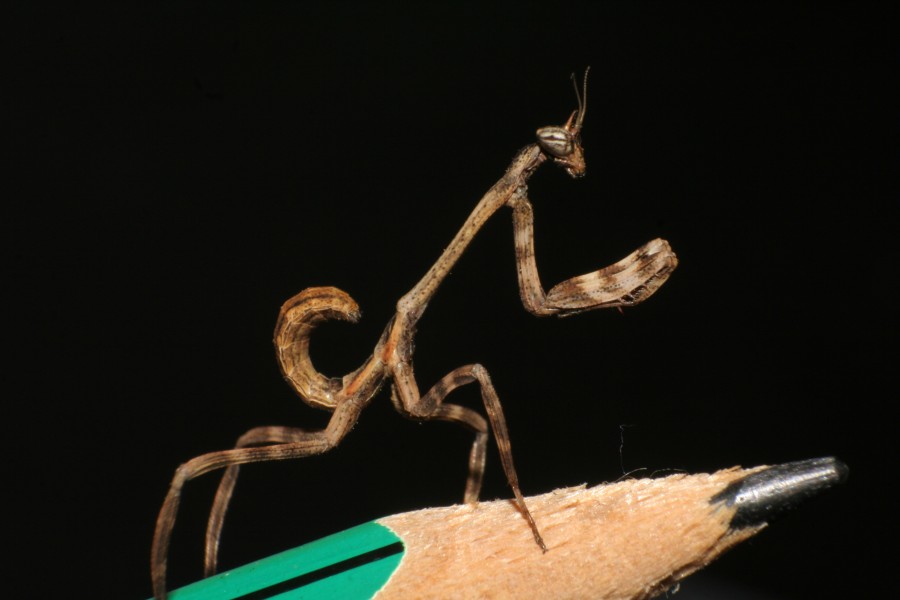 Phyllovates chlorophaea
