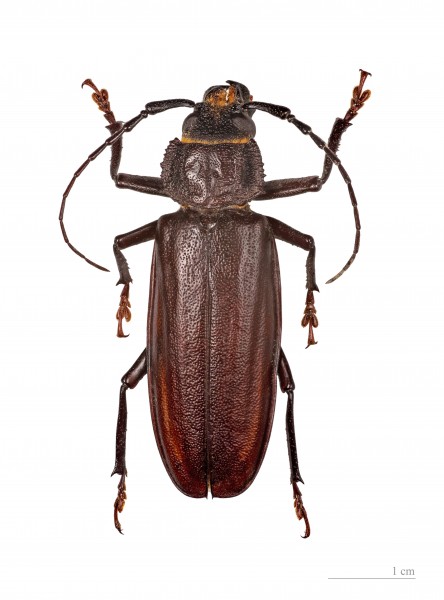 Physopleurus crassidens MHNT femelle 3