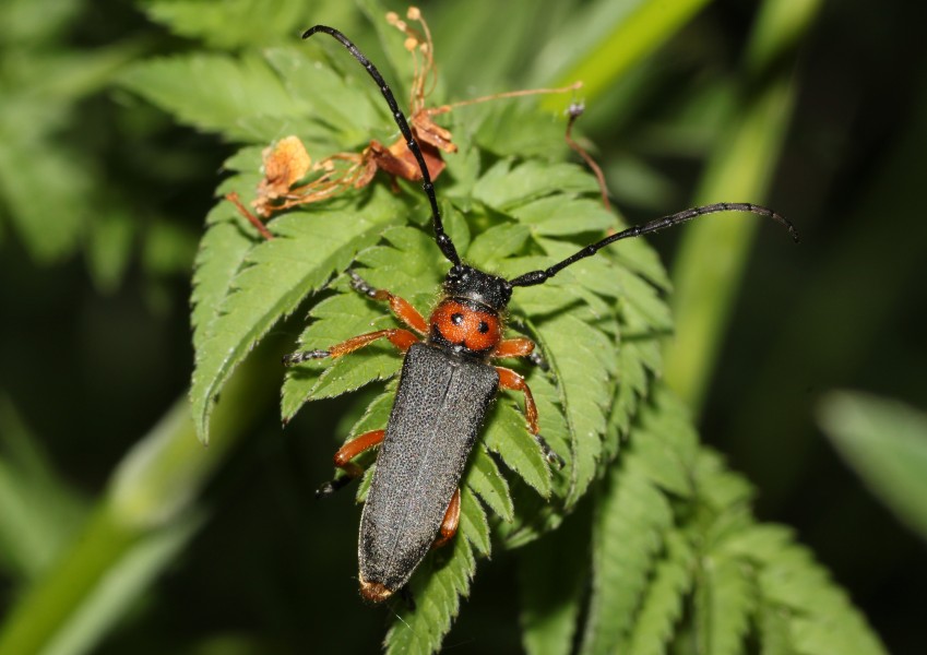 Phytoecia-nigripes