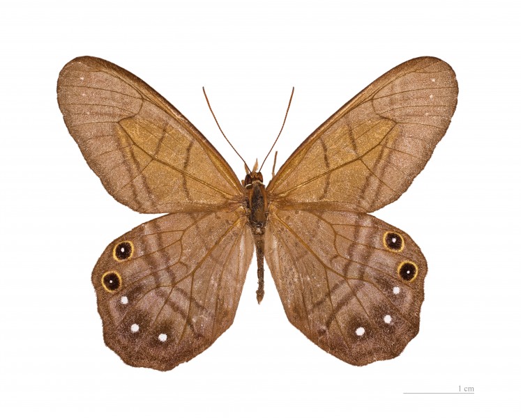 Pierella astyoche MHNT dos