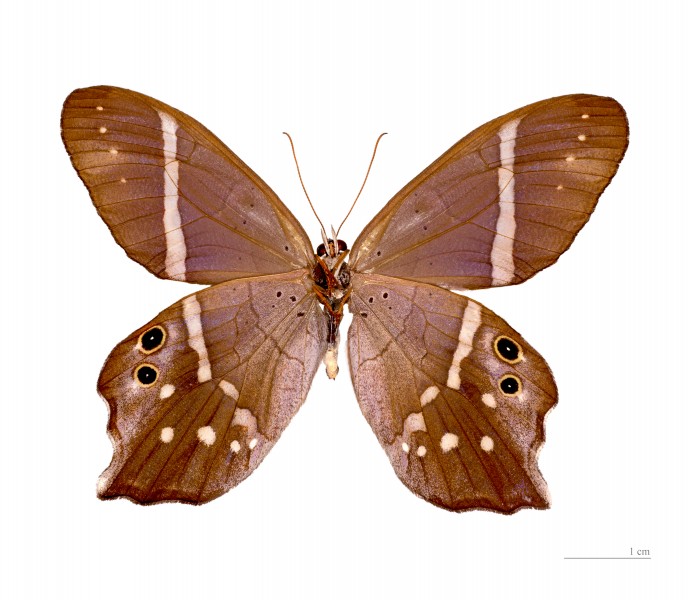 Pierella hyalinus hyalinus MHNT ventre