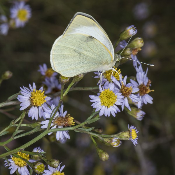 Pieris brassicae, Vic-la-Gardiole 04