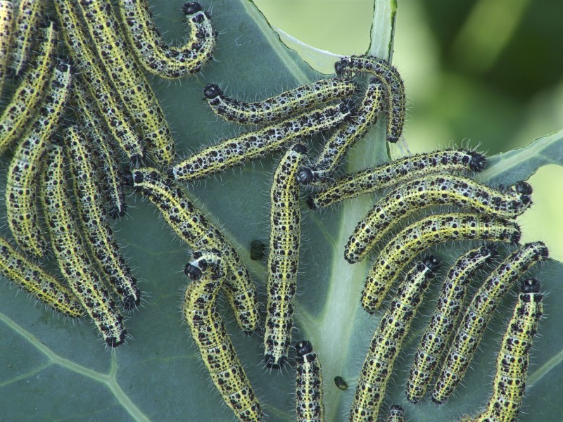 Pieris brassicae caterpillars, Groot koolwitje rupsen