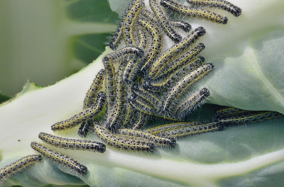 Pieris brassicae caterpillars, groot koolwitjerupsen(3)