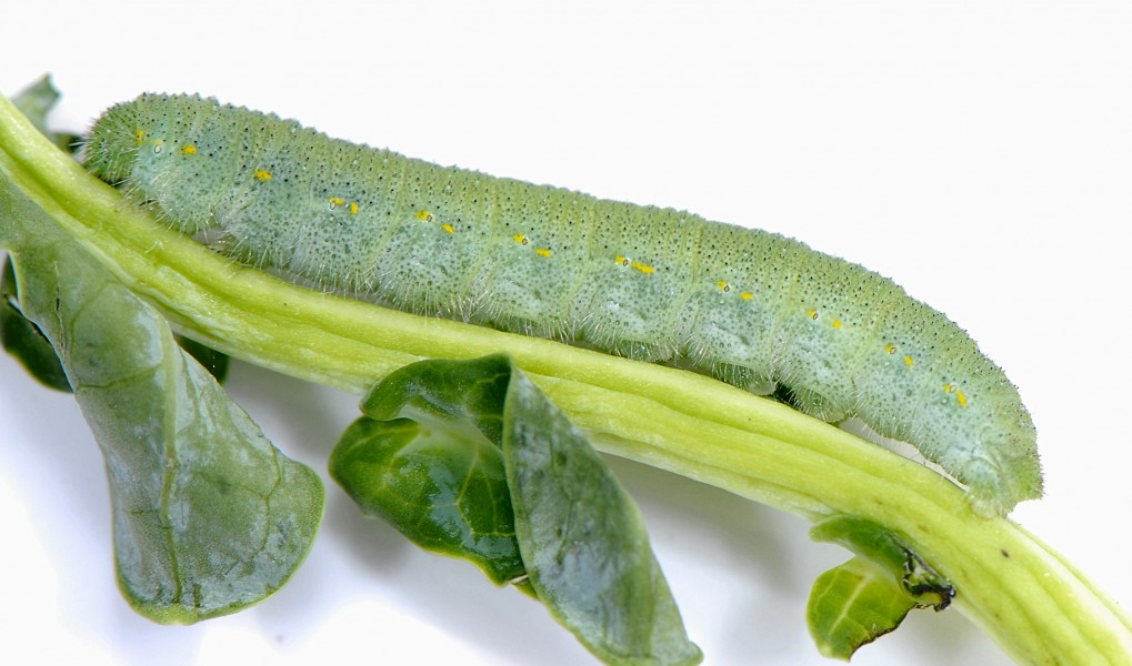 Pieris rapae caterpillar 1