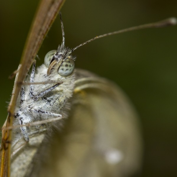 Pieris rapae Portrait (36209455211)