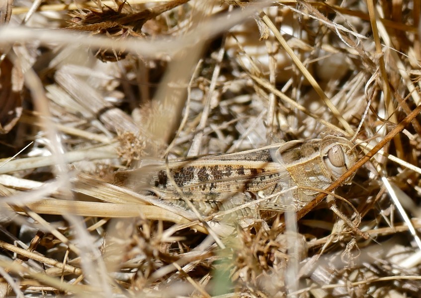 Pincer Grasshopper (Calliptamus sp.) (34967736434)
