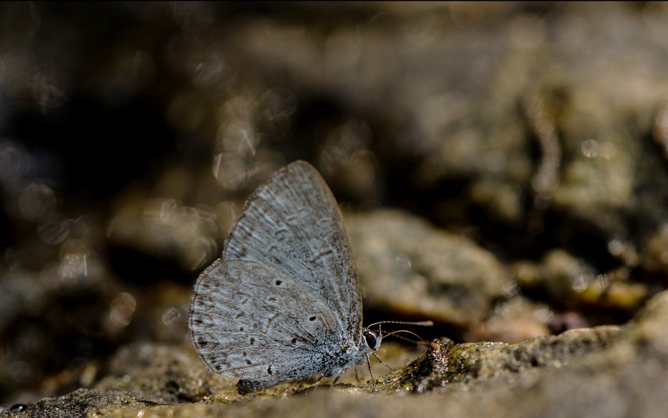 Plain Hedge blue aDSC 2030