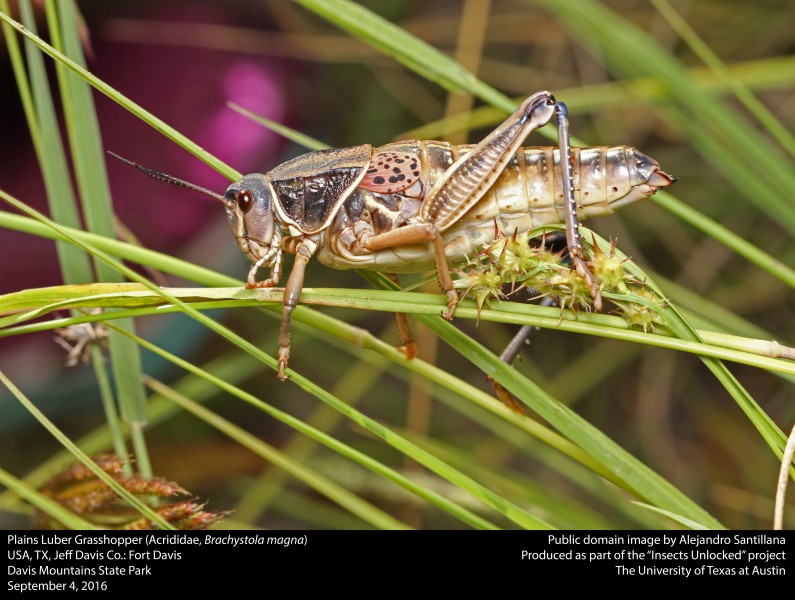 Plains Luber Grasshopper (Acrididae, Brachystola magna) (29609413005)