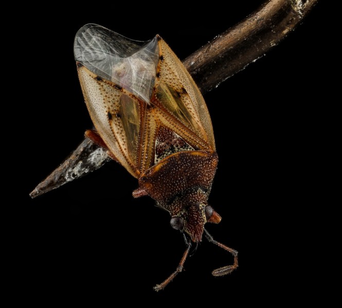 Plant Bug, U, Back, Maryland, Dorchester County 2013-01-25-15.50.13 ZS PMax (8415031255)