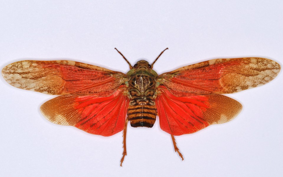 Plant Hopper (Aracynthus sanguineus) (8569242880)