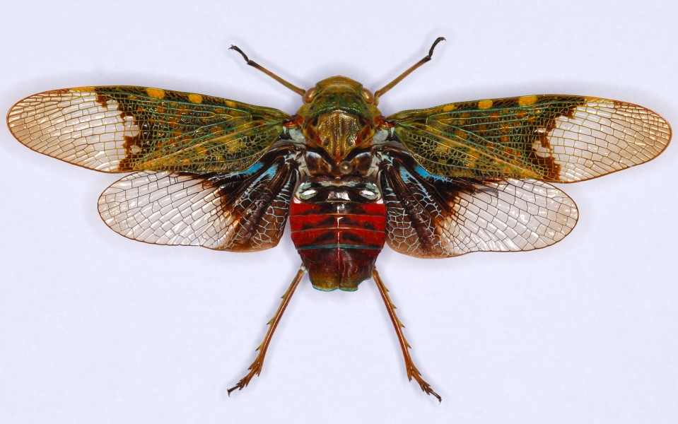 Plant Hopper (Scaralis nigronotata) (8568142345)