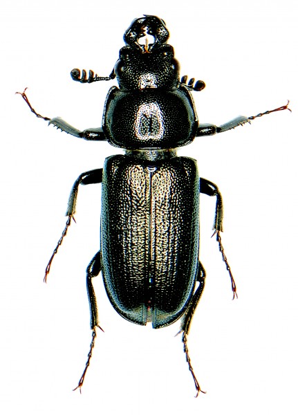 Platycerus virescens (Fabricius) portrait