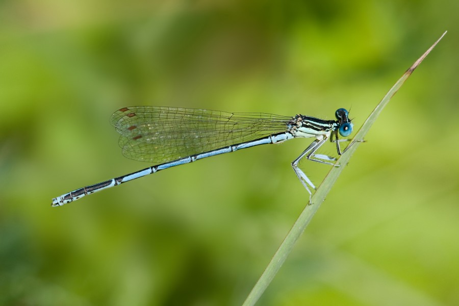 Platycnemis pennipes 1(loz)