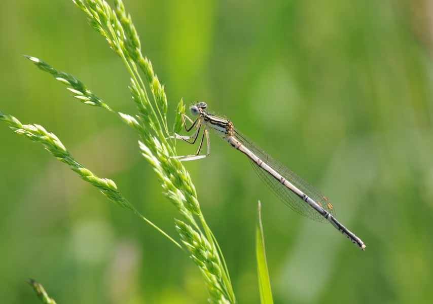 Platycnemis pennipes (5)