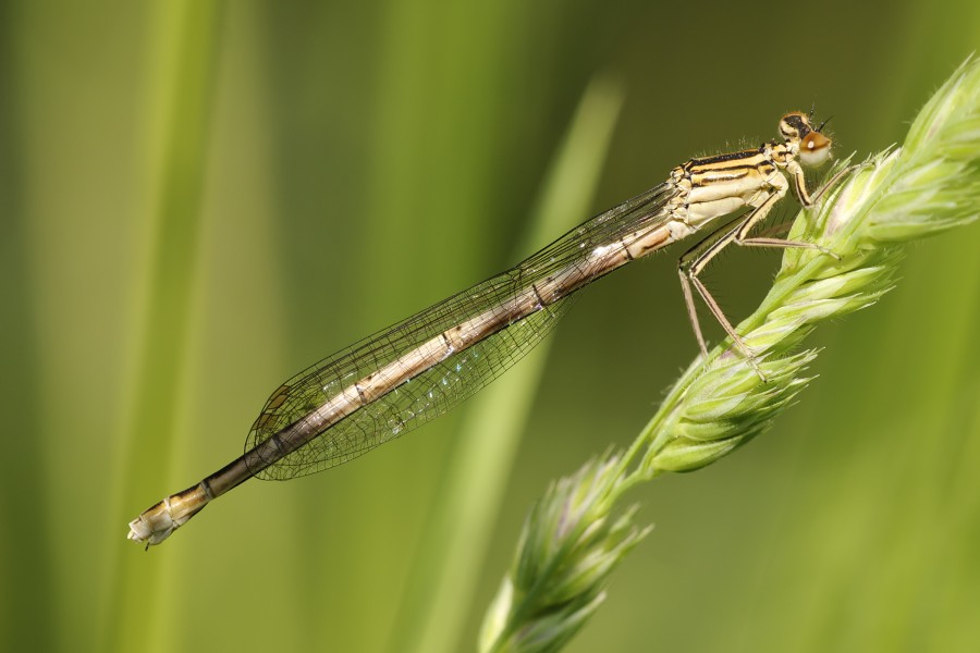Platycnemis pennipes LC0359