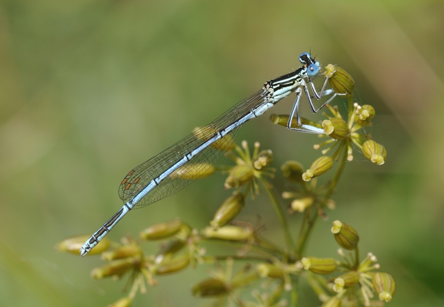 Platycnemis pennipes qtl6