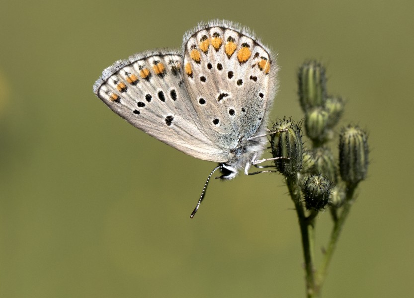 Plebejus carmon, Giresun 2017-07-02 03-2