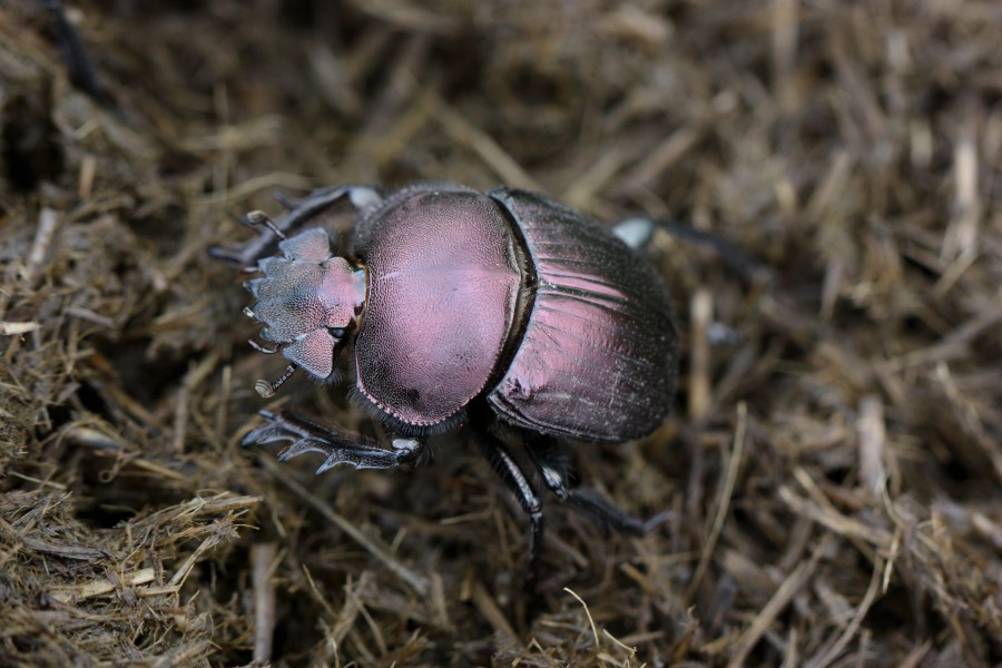Plum dung beetle (Anachalcos convexus)