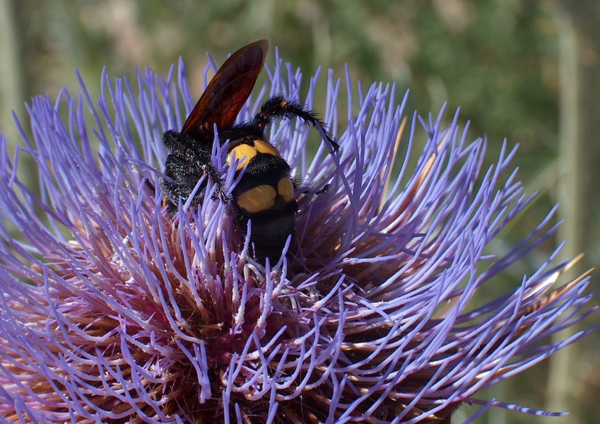 Polinização pollination