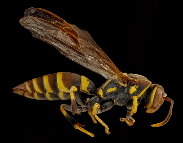 Polistes (2), F, side, Dominican Republic, La Ve Jarabacoa 2013-03-15-14.41.37 ZS PMax (8590086590)