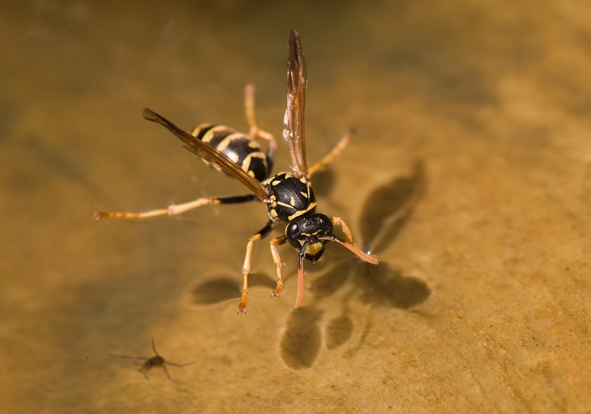 Polistes dominula-pjt2