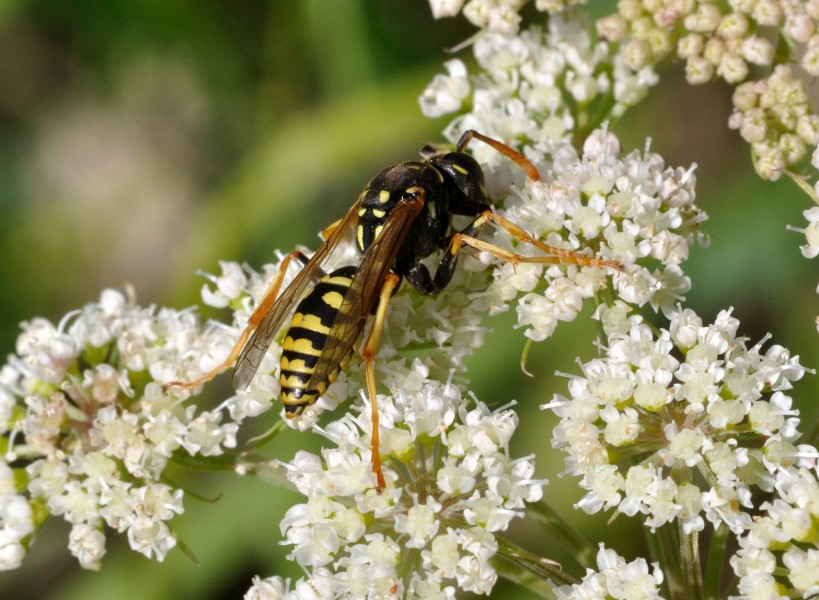 Polistes dominula qtl1