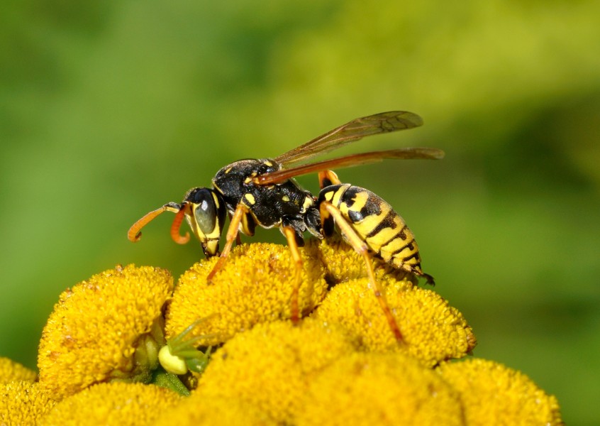 Polistes dominula qtl2