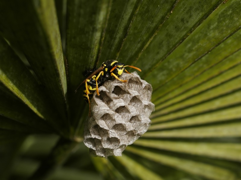 Polistes dominulus (el Perelló)