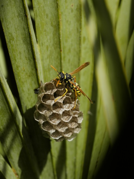Polistes dominulus nest 2