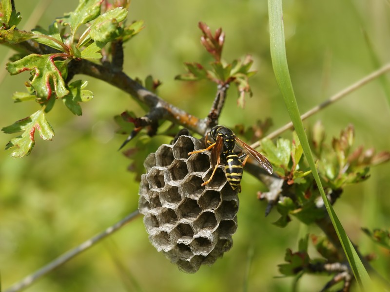 Polistes helveticus belgium