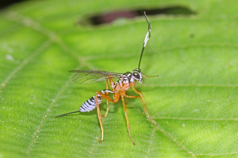 Polycyrtus neglectus - Julie Metz Wetlands, Woodbridge, Virginia