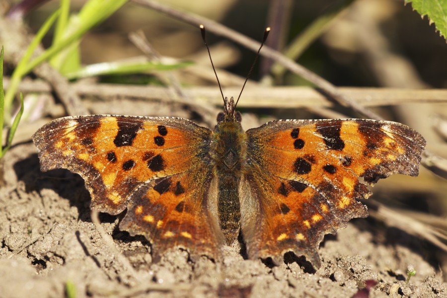 Polygonia c-album LC0390