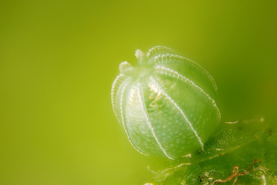 Polygonia c-album egg 1