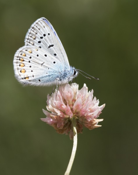 Polyommatus icarus - Çokgözlü mavi 19