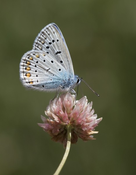 Polyommatus icarus - Çokgözlü mavi 22