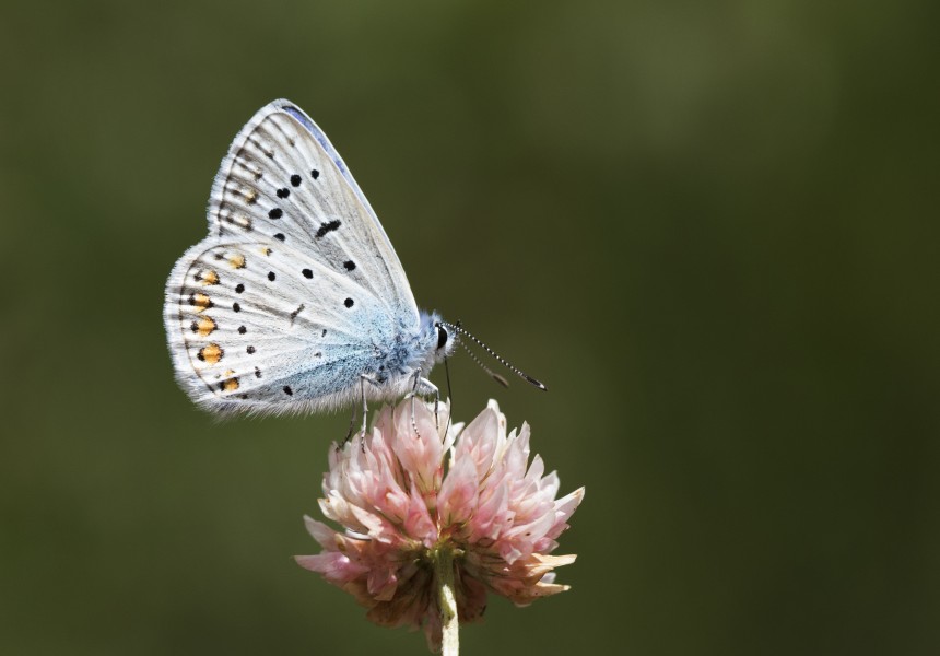 Polyommatus icarus - Çokgözlü mavi 26