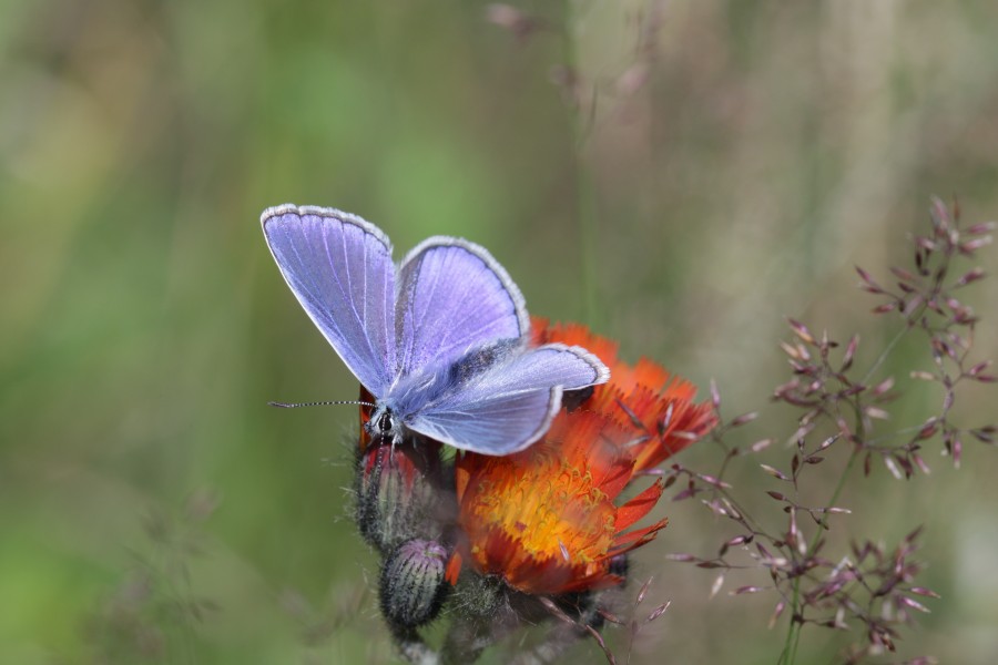 Polyommatus icarus - male (6983594352)