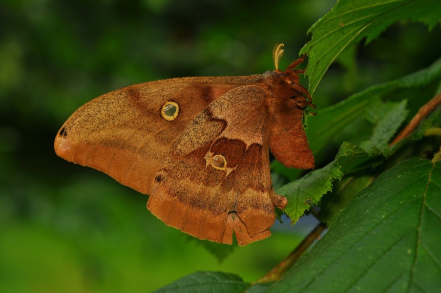 Polyphemus Moth (Antheraea polyphemus) -3