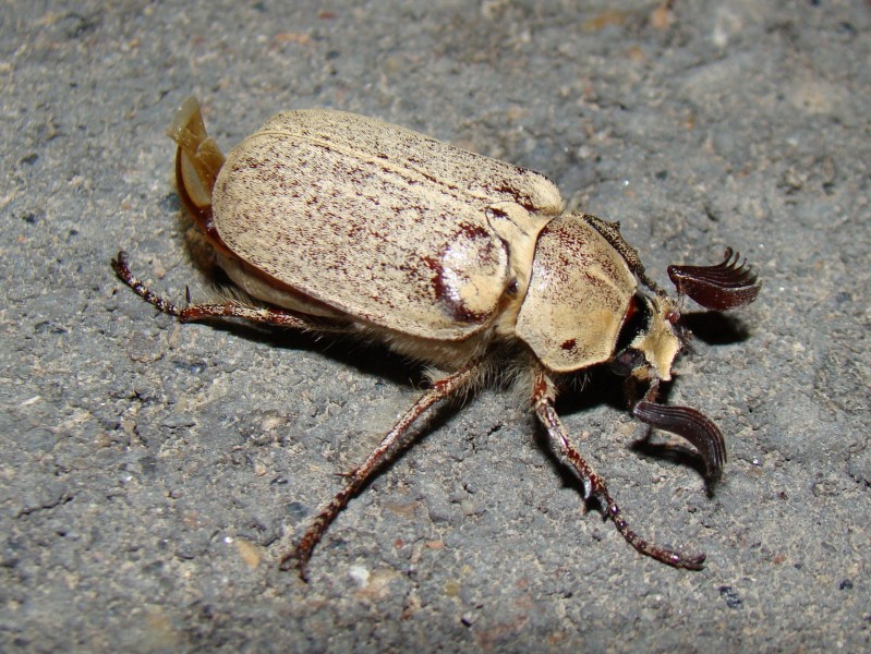 Polyphylla alba, Baikonur 07