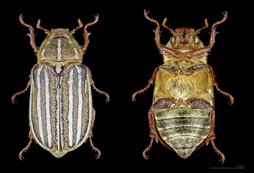 Polyphylla decemlineata MHNT femelle